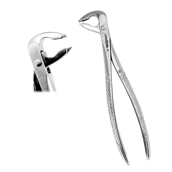 Deep Gripping Forceps 336  Precision Tool for Lower Premolar Extractions